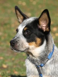 Black mask and tan markings on a blue dog- Working Mates Another Dewil "Junior"