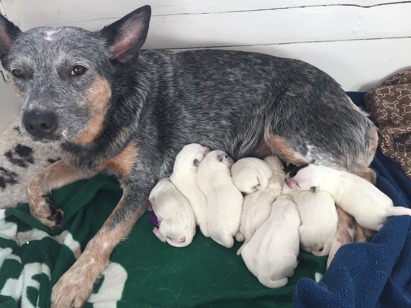 All 8 are out! Mania is tired but a very proud mom!