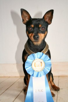 Rocky 2:nd place out of 58 dogs in Agility class 1
