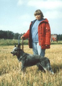 Mona Malmström- Kennel Monstigen with Wooleston Jungle Jon "Jet" at a herding trial 1981.