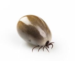 Tänk att såna här små kryp kan förorsaka så mycket skada! Tänk att såna här små kryp kan förorsaka så mycket skada!