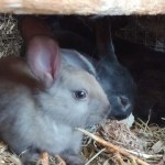 Läger kaniner