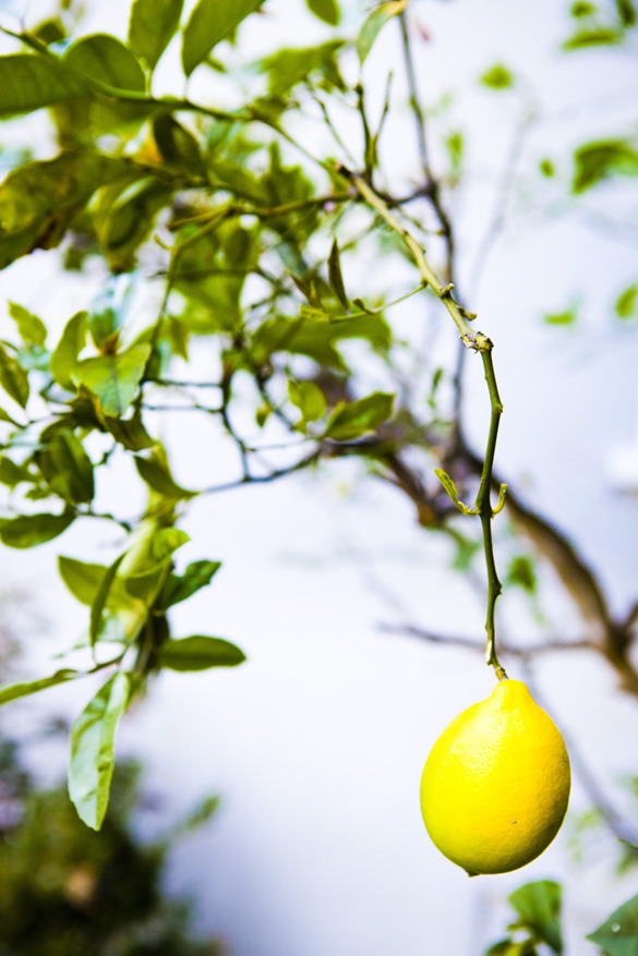 Citrus utanför dörren. Citrus utanför dörren.