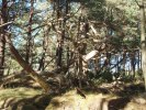Skogen