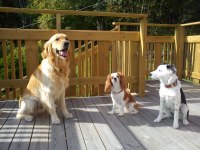 Wilson, Tindra och Fly