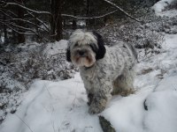 Walter