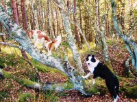 Tindra och Freja