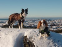 Tindra och Freja