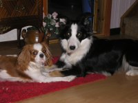 Tindra och Freja