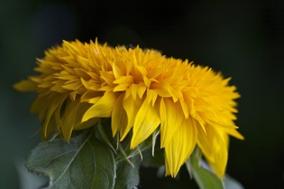 Solros
