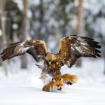 Golden eagle&Red fox hem02
