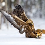 Golden eagle - fox faaaaaa