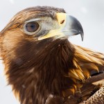 Golden eagle portrait 2012FA