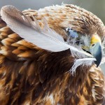Golden eagle feather FA 2