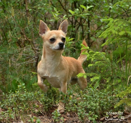 Hovslagar hunden Brolle av rasen Chihuahua :)