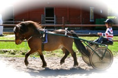 Ludwig 6 år trimmar 2011 års kriterivinnare L.A Power