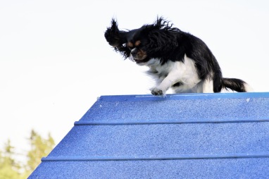 Lisas cavalier king charles spaniel Iris. Lisas cavalier king charles spaniel Iris.