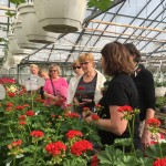 Pelargondag 2019 b Pelargondag 2019 b
