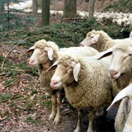 9207_kb_waldwanderung 9207_kb_waldwanderung
