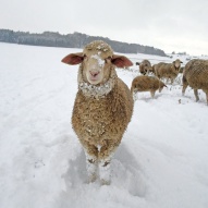 winterweide winterweide