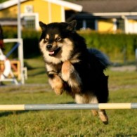 Prova på agility (inne)