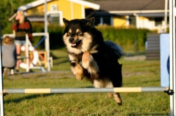 Prova på agility (inne)