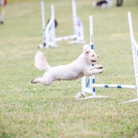 Agility fortsättningskurs (inne)