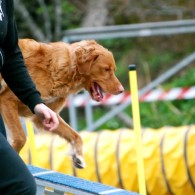 Agility fortsättningskurs (inne)