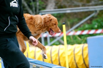 Agility fortsättningskurs (inne)