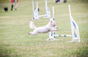 Agility fortsättningskurs (inne)