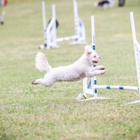 Agility fortsättningskurs (inne)