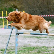 Agility nybörjare Haninge A