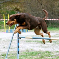 Agility nybörjare Haninge B