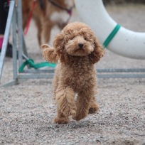 Agility nybörjare Haninge D