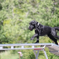 Agility nybörjare Haninge C