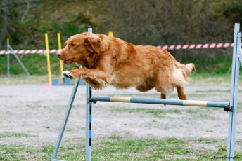 Agility nybörjare Haninge A