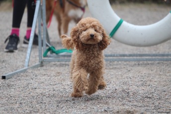 Agility nybörjare Haninge D