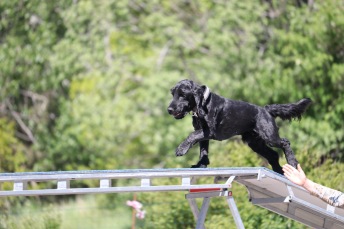 Agility nybörjare Haninge C