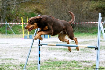 Agility nybörjare Haninge B