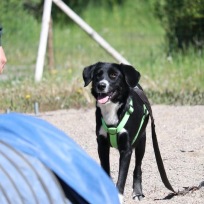 Agility steg 1 Haninge F