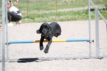 Agility steg 1 Haninge E