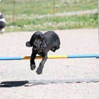 Agility steg 1 Haninge E