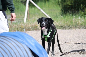 Agility steg 1 Haninge F