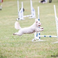 Agility Avancerad Nacka