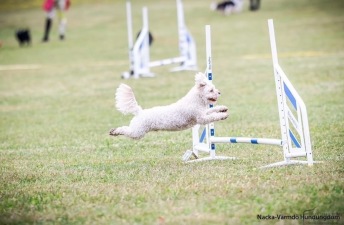 Agility Avancerad Nacka