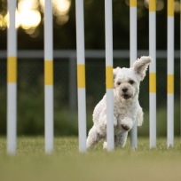 Agility Summer Camp 2025