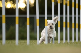 Agility Summer Camp 2025