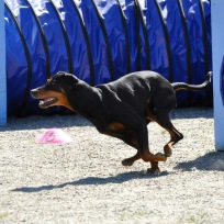 Agility steg 1 Nacka J