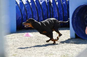 Agility steg 1 Nacka J