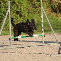 Agility steg 1 Haninge V
